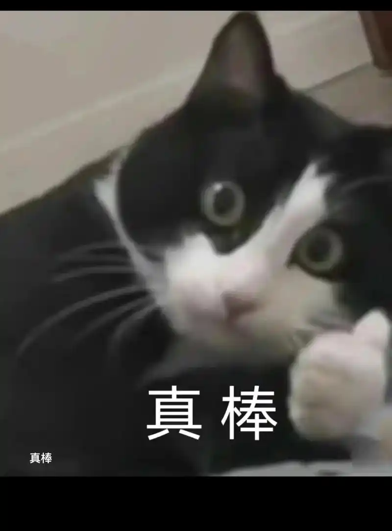 魔性猫咪表情包 #正经小猫 #这个猫头好上头 - 抖音
