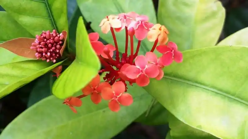 海南热带植物 花卉 大叶龙船花-诺基亚808