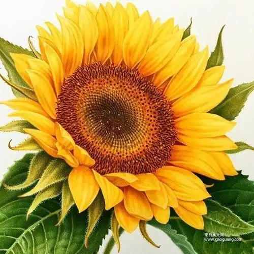 小清新水彩画植物图片,森系植物水彩画作品