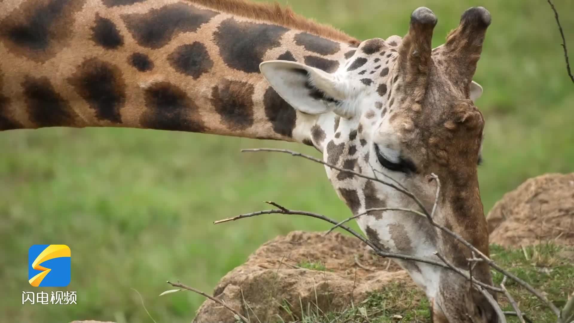 畅游齐鲁|呆萌可爱大长腿 来荣成西霞口野生动物世界看长颈鹿