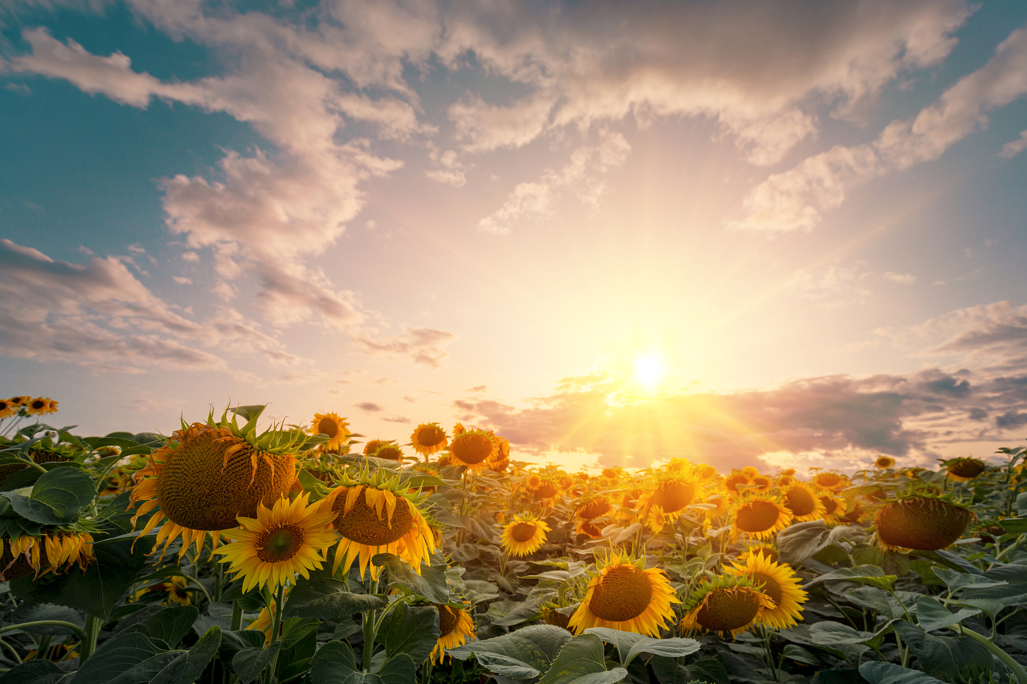 早晨在公园散步,感受大自然的馈赠,空气清新,鸟语花香.
