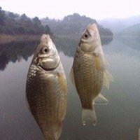 个性微信钓鱼头像_微信头像图片大全