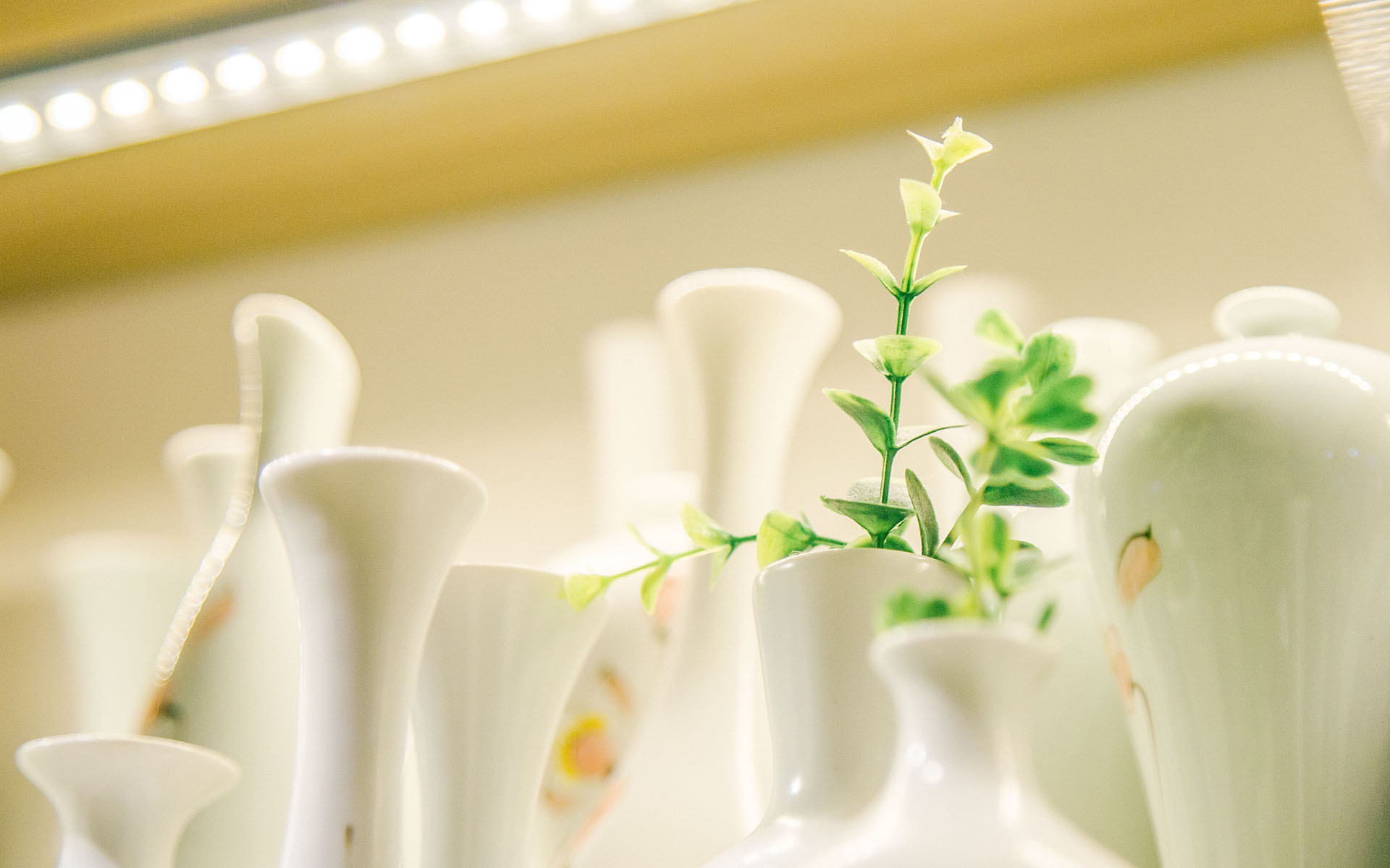 夏日小清新唯美静物图片桌面壁纸