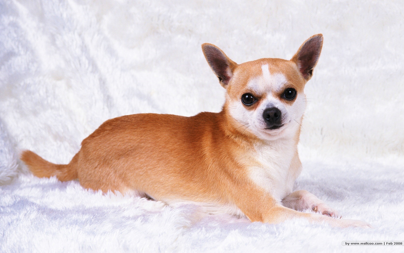 首页 桌面壁纸 可爱狗狗萌照高清壁纸【4】上一张下一张查看原图