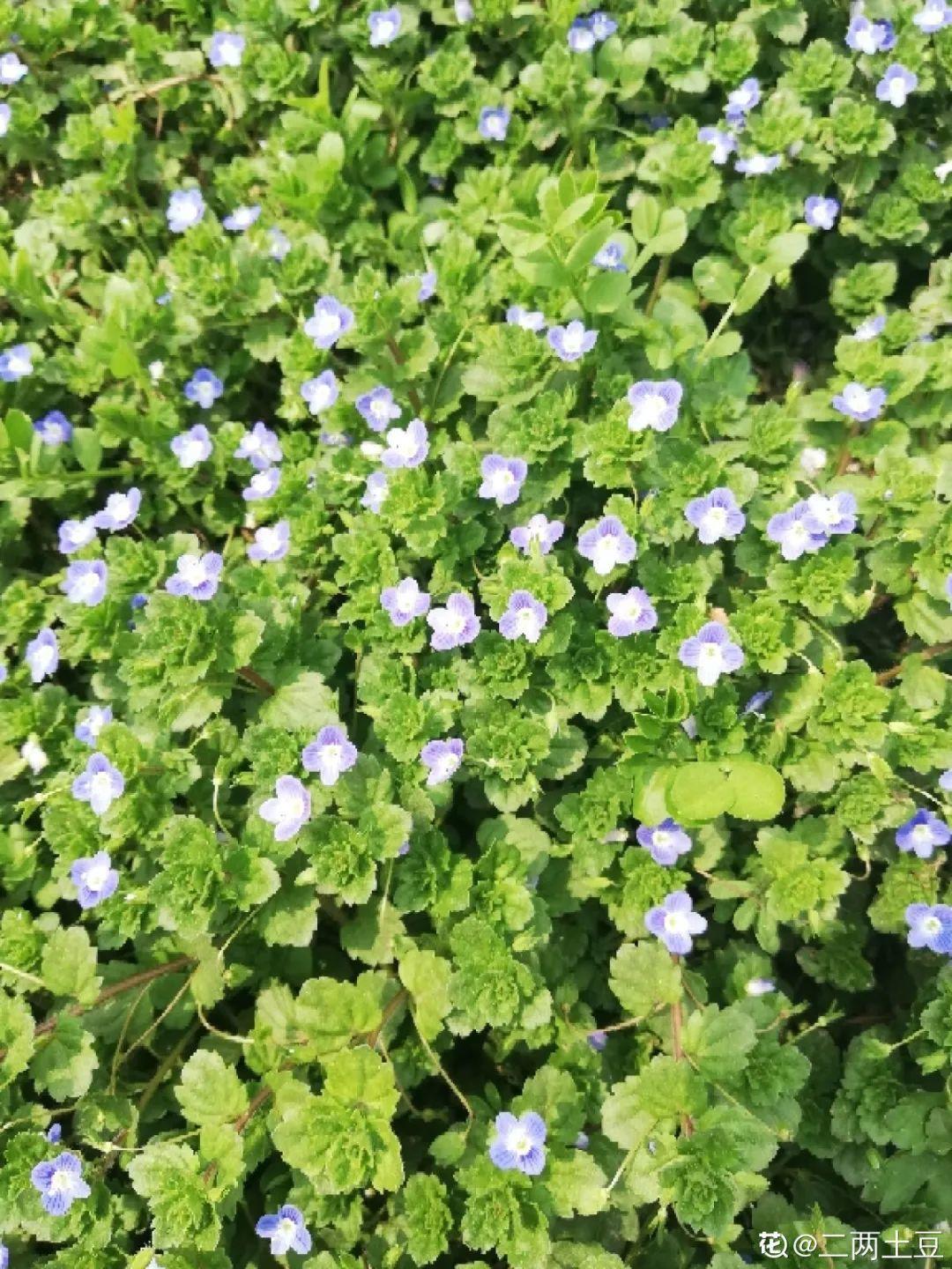 小路边开着野花(路边的野花再好也不如)-娱宸网