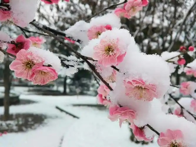 梅花戏雪纷外妖娆