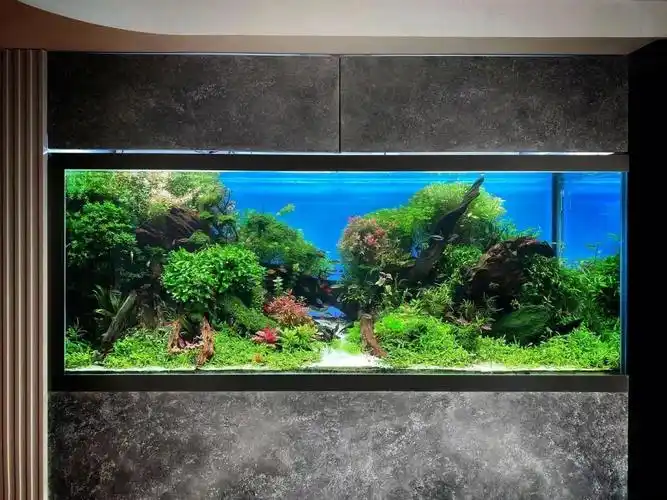 缸体165*60*60cm#水族  #水草造景  #水草缸  #鱼缸造景  #生态缸