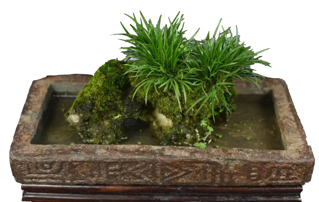 藏文科普东坡先生的心头好千年灵草石菖蒲