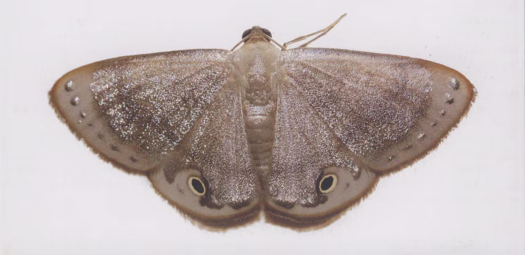 【识别要点】非常容易识别的种类,前后翅的绝大部分覆盖有银色的鳞片