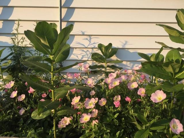 朋友圈封面图片唯美清新(朋友圈背景封面唯美)-站库网