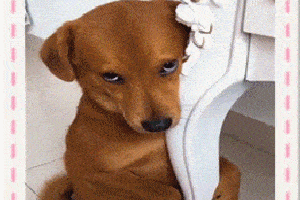 狗狗委屈表情包