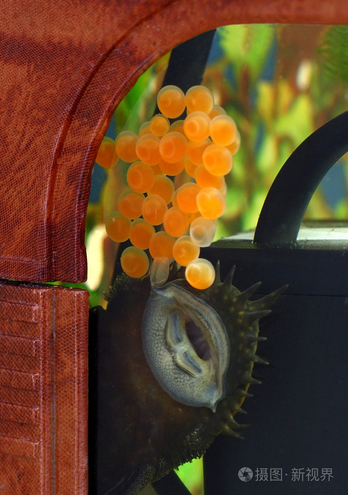 在观赏鱼的鱼子酱