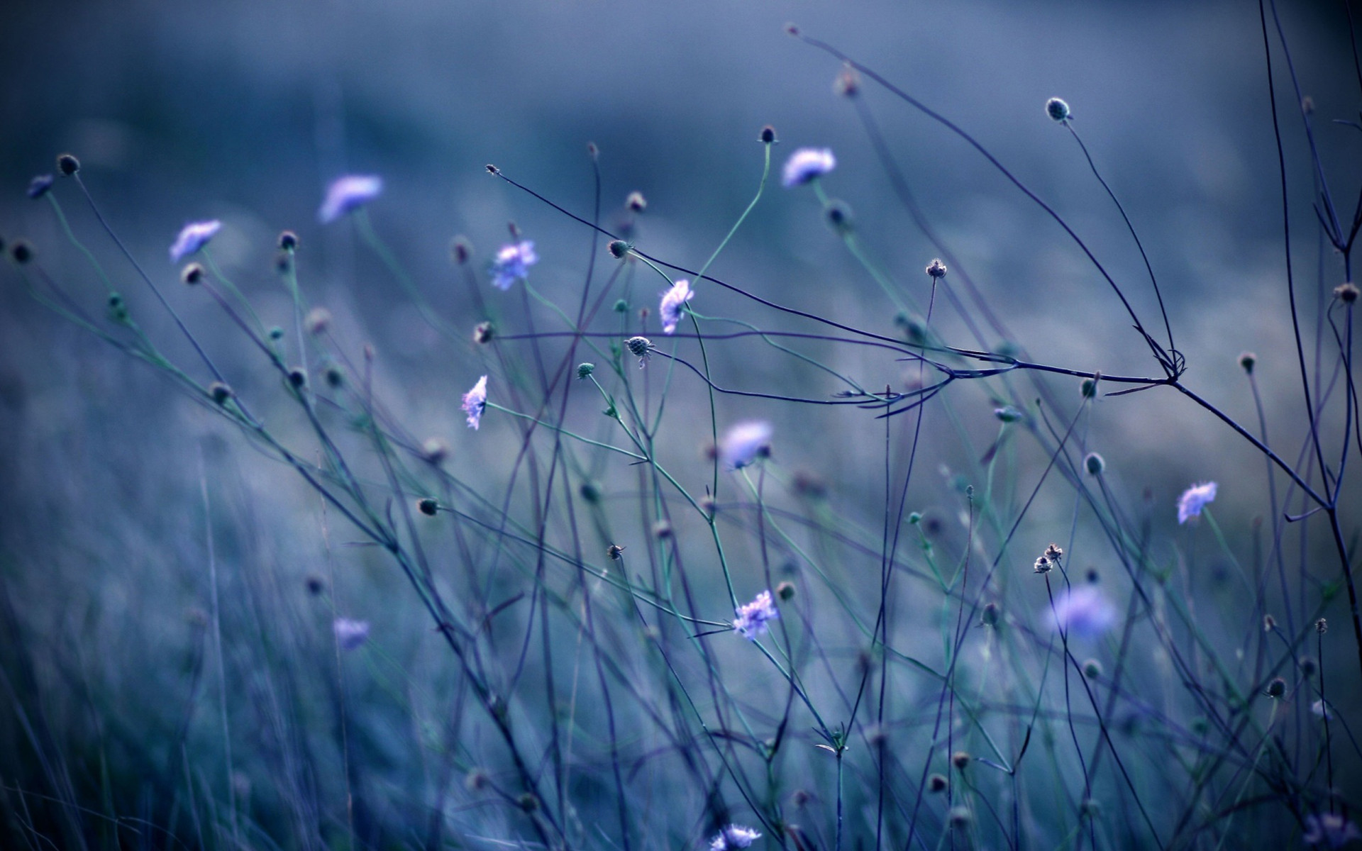 精选小清新绿色护眼唯美意境花朵高清桌面壁纸(1)