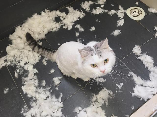 猫咪掉毛怎么办?剃秃的办法不可取,铲屎官们懂了吗?