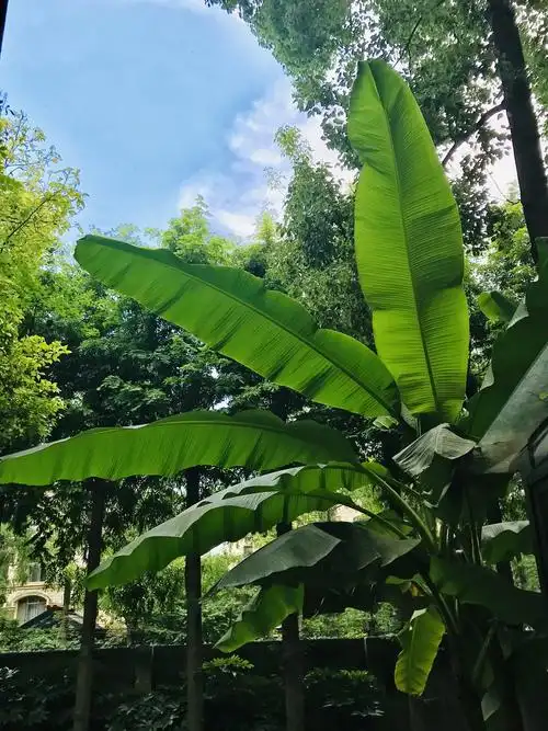 我家屋后的芭蕉树
