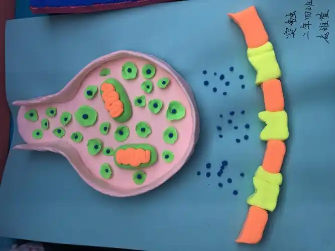 白山市第一中学生物模型展