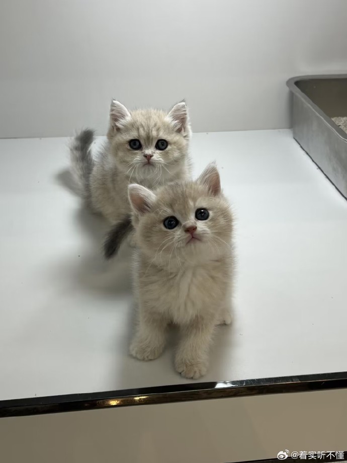 温州猫咪领养##蓝金渐层找家##蓝金渐层