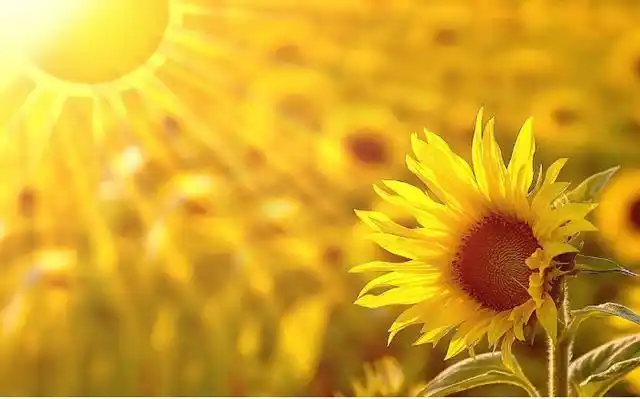 向日葵的微笑(心向阳光,何惧黑暗)