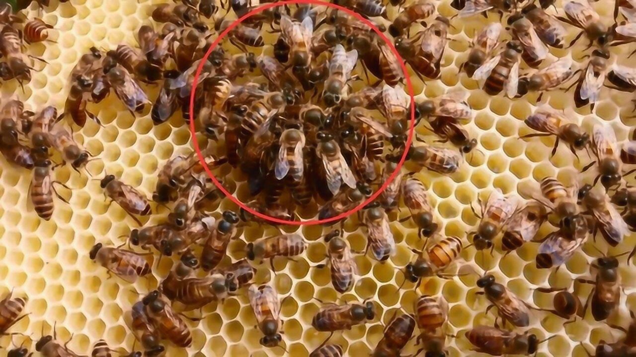 蜜蜂蜂王是怎么产卵的,养蜂新手米哥带你一睹为快