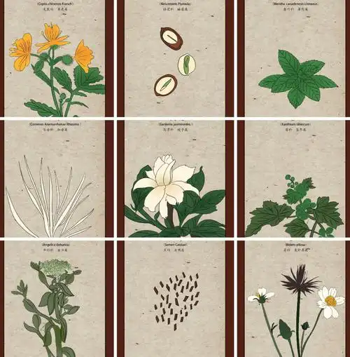 中草药图鉴一边学习一边画画