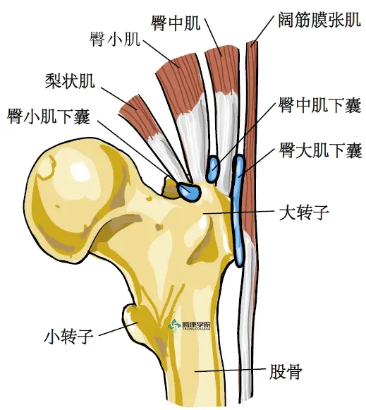 疼痛解剖学粗隆滑囊炎