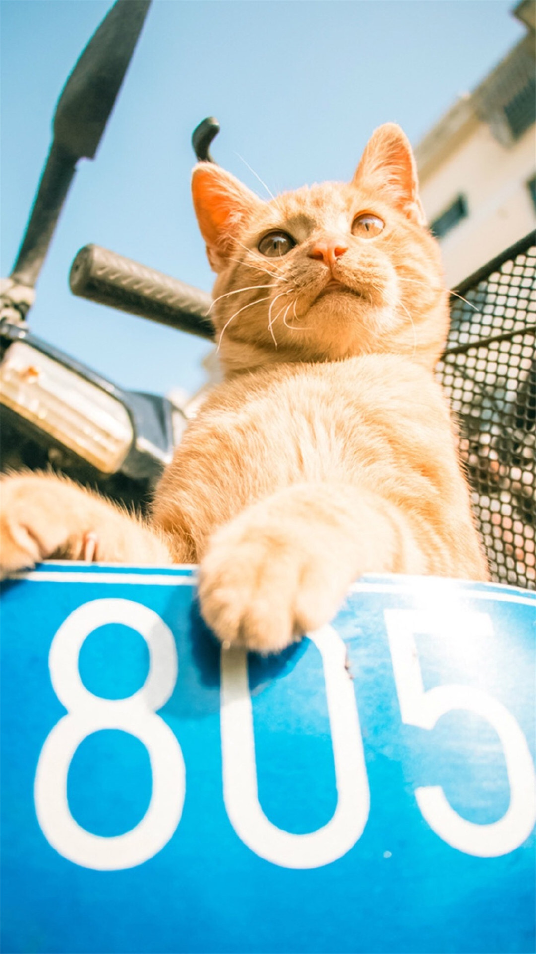 软萌可爱的猫咪图片手机壁纸