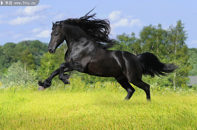 草原奔驰的骏马黑马图片