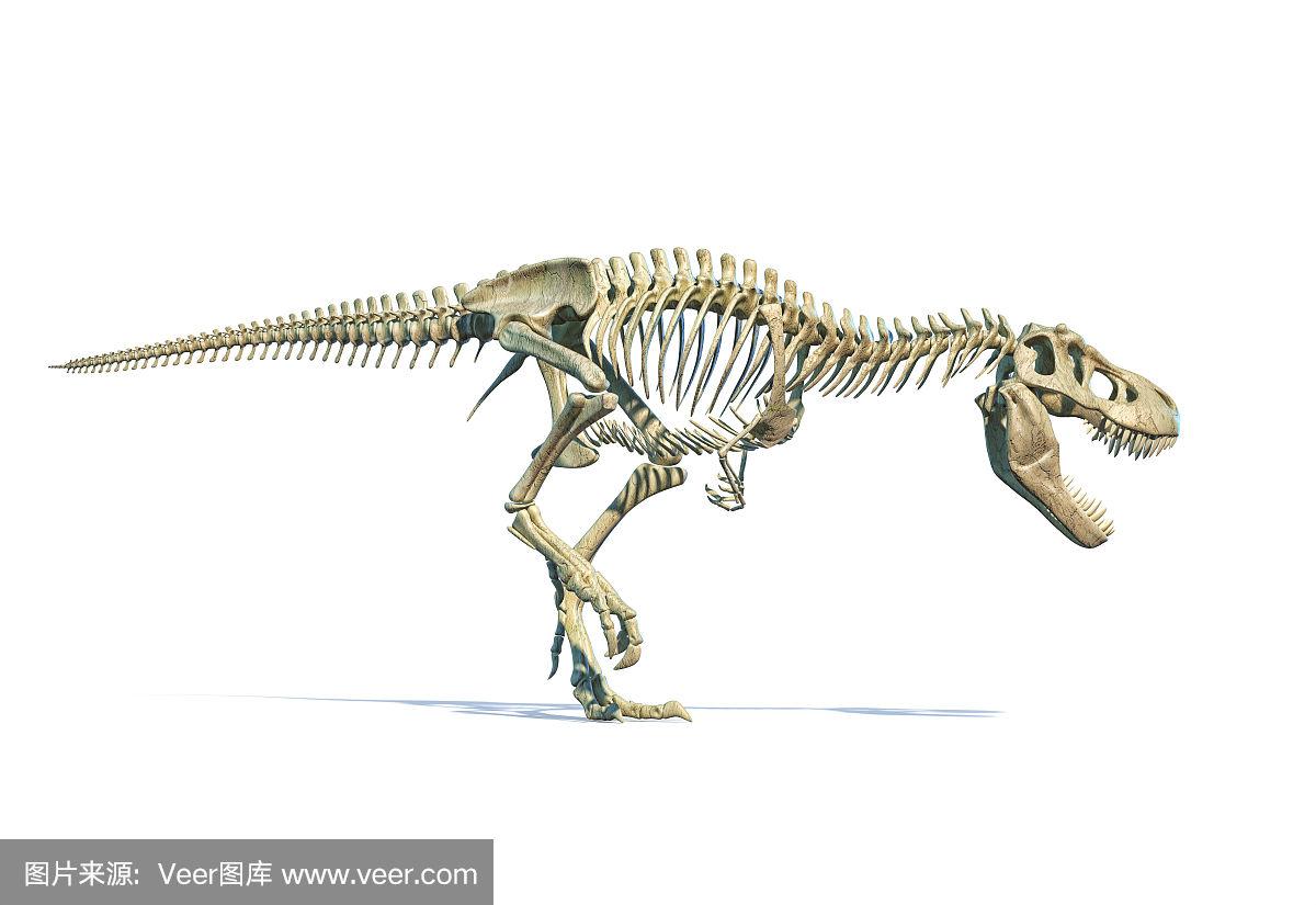 三维图形,动物骨骼,恐龙,霸王龙,充满的