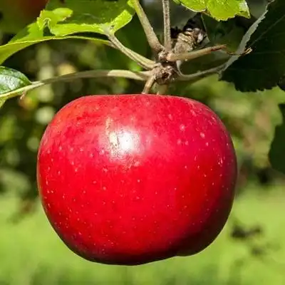 苹果头像图片挂在枝头让人谗言欲滴的苹果