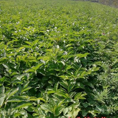 软枣苗价格 软枣苗批发价格_果树苗_--西北苗木网