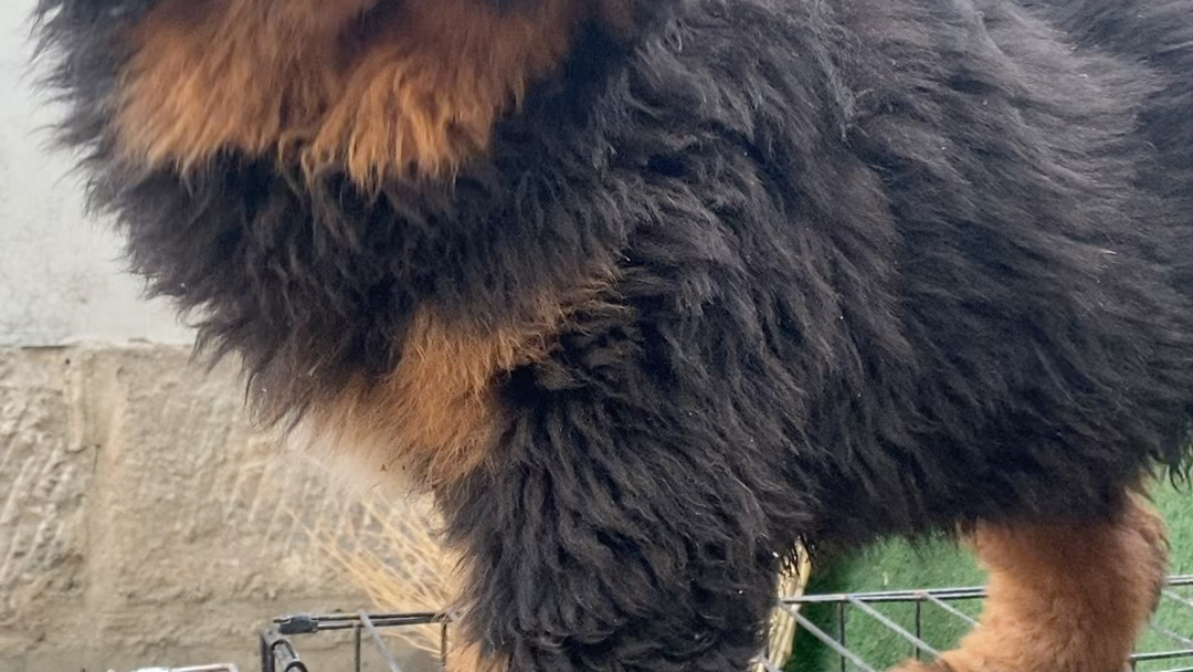 藏獒幼犬,两个月,疫苗做齐,喜欢的朋友私信