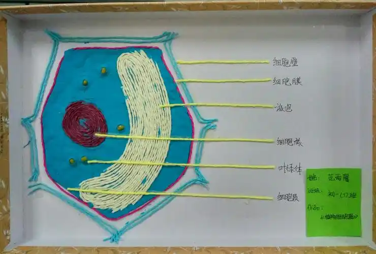 东康新教育学校初一年级"动植物细胞模型"优秀作品展