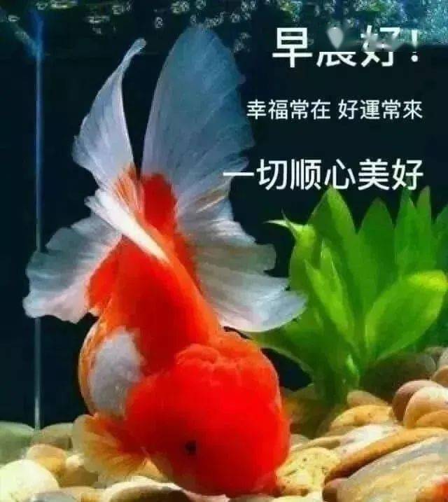 特漂亮的早上好问候语表情美女图片,特别新的早上好问候语暖心句子