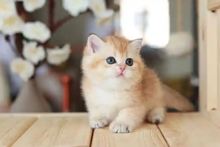 成都哪里有金渐层卖的 金渐层成年多重