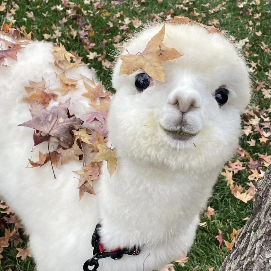 羊驼幼崽活物草泥马神兽神兽宠物萌宠澳洲进口畜牧