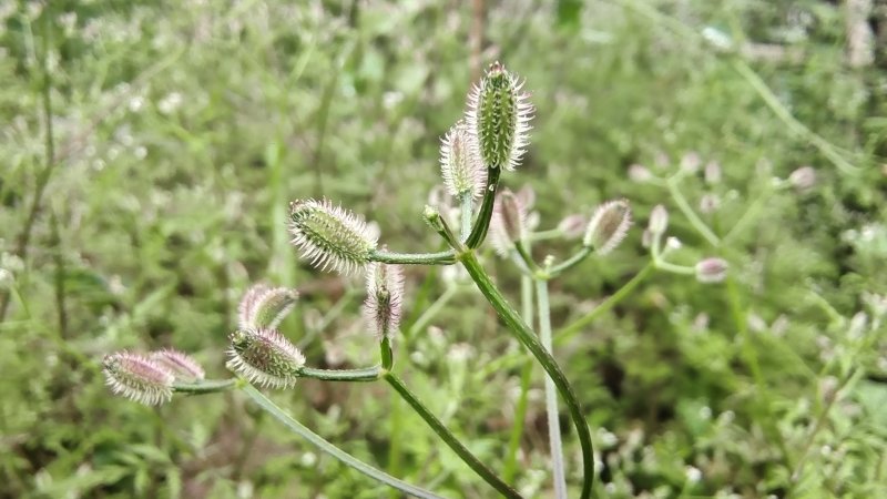 吉安随拍花花草草之窃衣