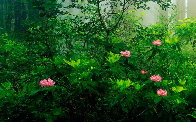 双屏壁纸壁纸图片