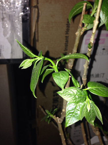 腊梅叶子蔫了.怎么回事?