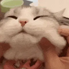 聊天表情包动态猫狗表情包10