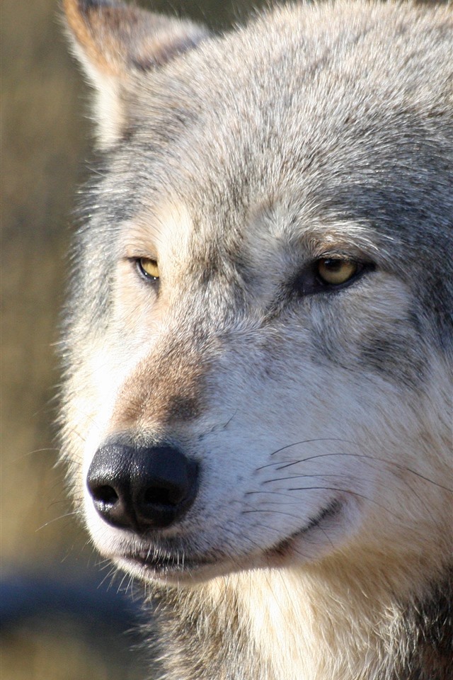 壁纸 狼前视图,脸,鼻子,眼睛,外观 3840x2160 uhd 4k 高清壁纸, 图片