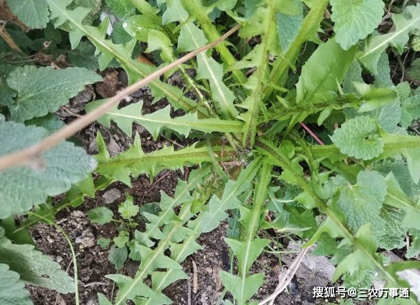 春天挖蒲公英送你8种野生蒲公英图片让你轻松识别真蒲公英