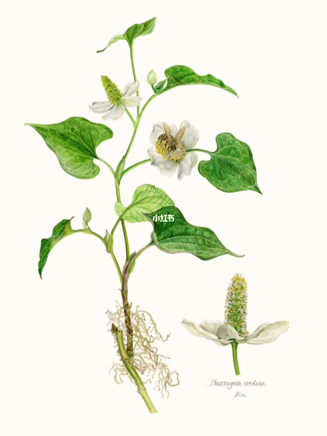 植物水彩,折耳根