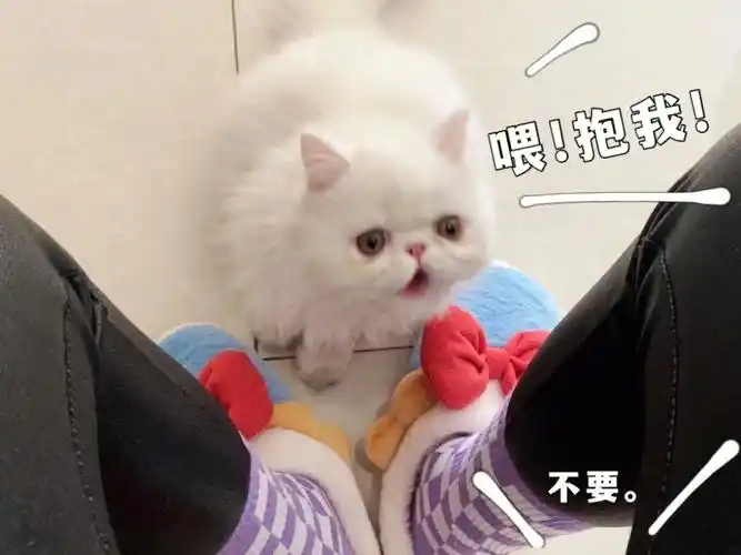 一只求抱抱的小猫咪能有什么错呢