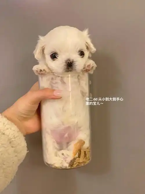 茶杯小狗人手建议一只