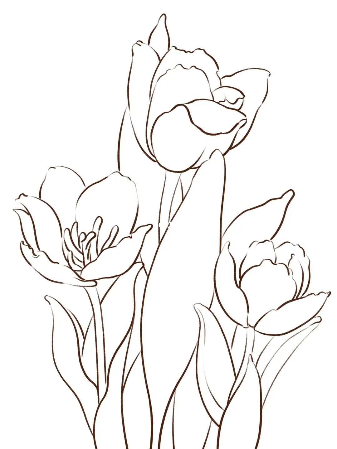 郁金香线描花卉线描