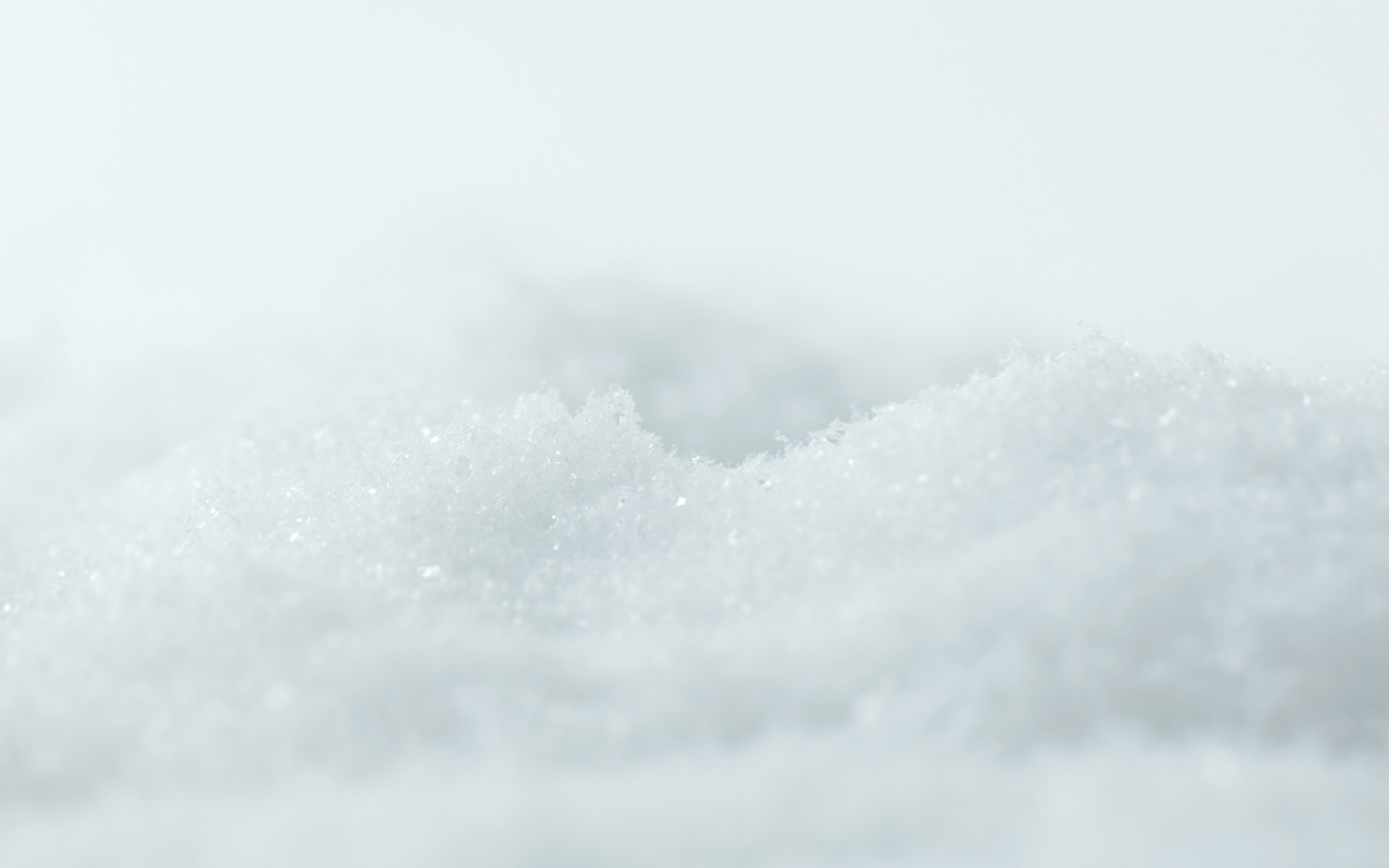 白色玫瑰花,高清图片,电脑桌面-壁纸族