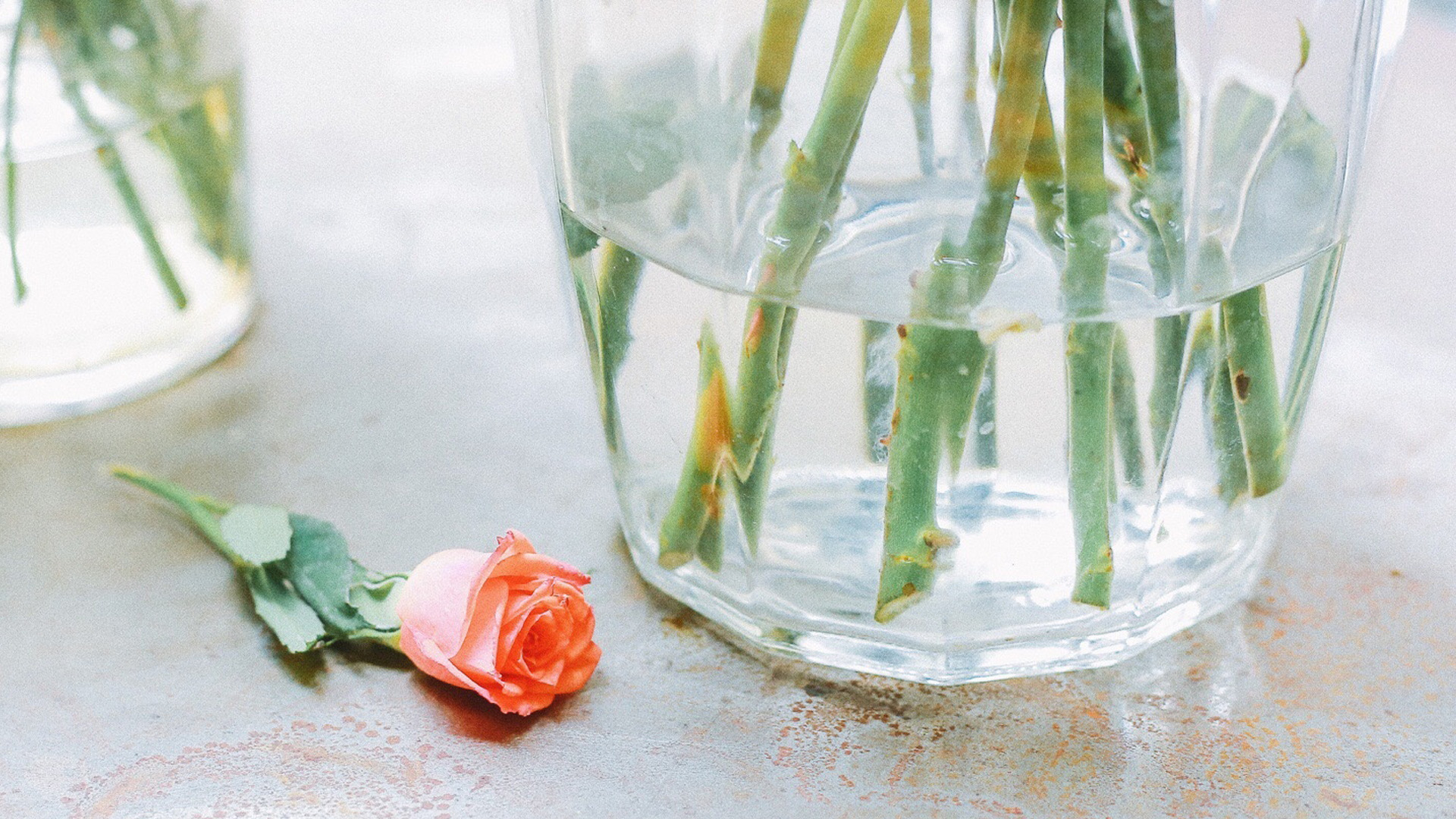 治愈系高清静物唯美意境图片桌面壁纸