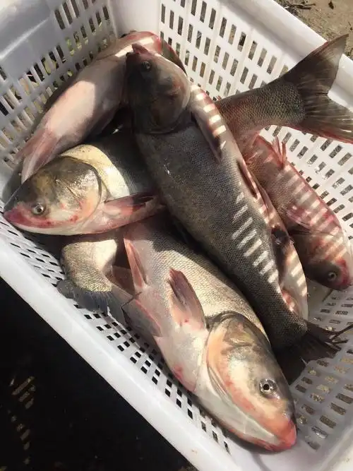 鲤鱼大量批发 野生活鲤鱼价格价格优惠