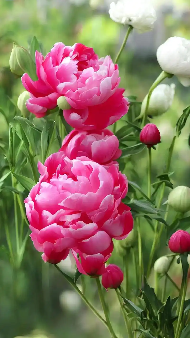 清风壁纸.红牡丹花语:花型宽厚的红花,被称为百花之王,花语是 - 抖音