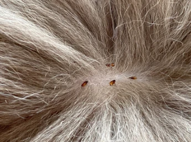 猫咪身上的跳蚤会掉下来吗?